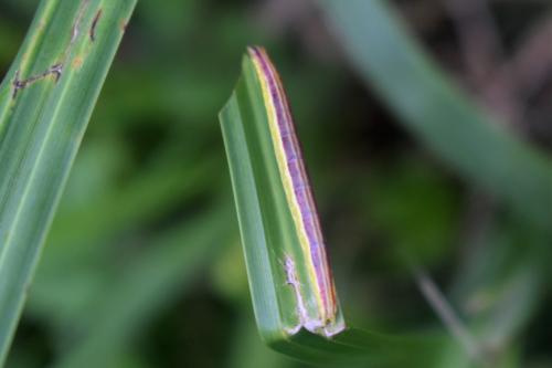 Réf. 328 803 : Nascia cilialis
